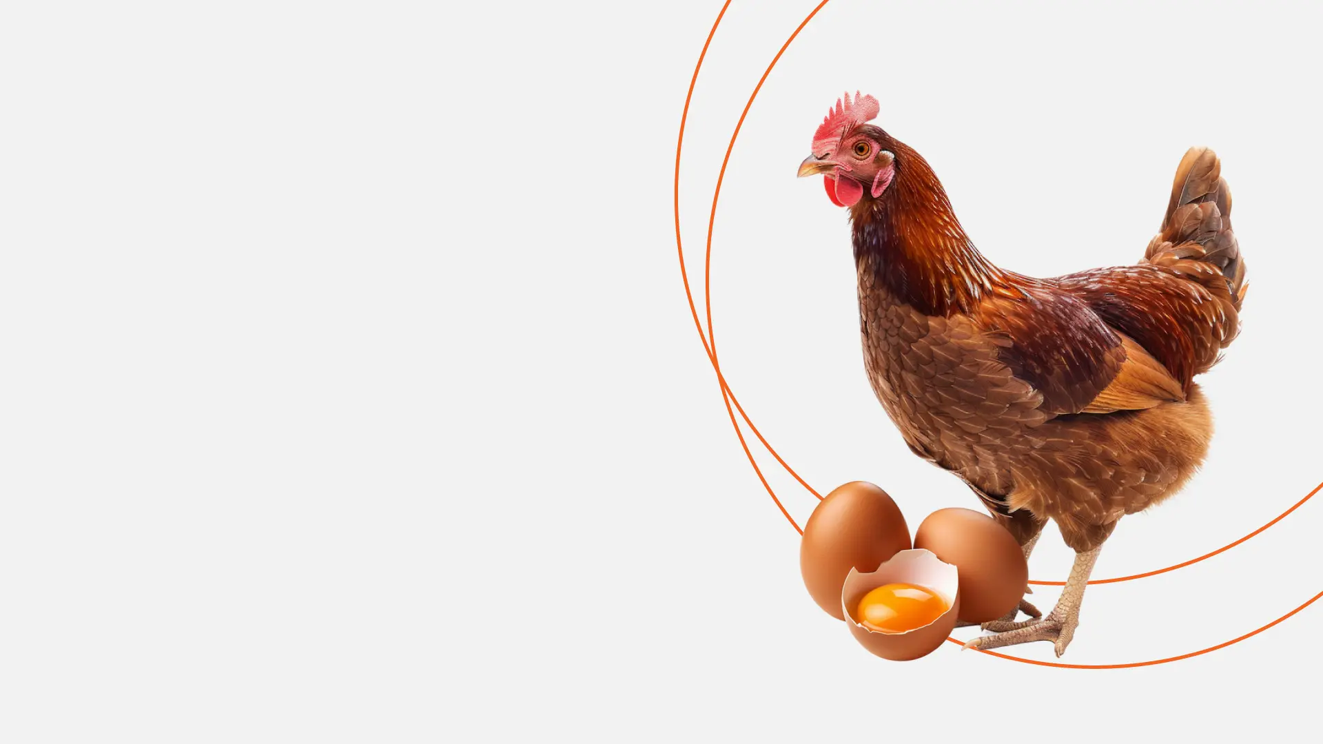 Produsen Telur Ayam - Rossa Poultry Farm