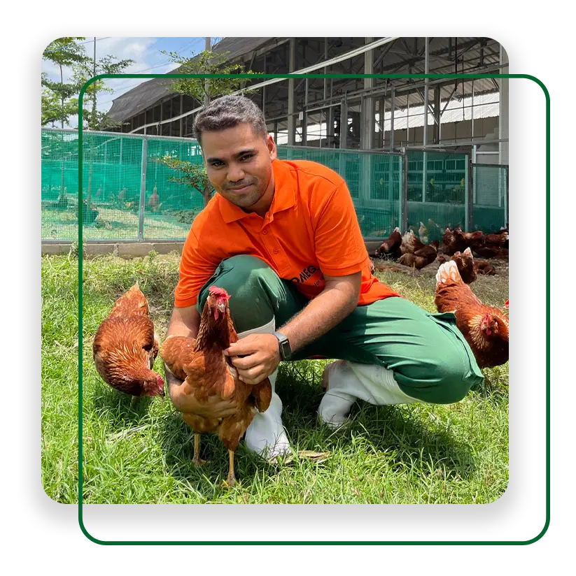 Supplier telur ayam di Indonesia - Rossa Poultry Farm